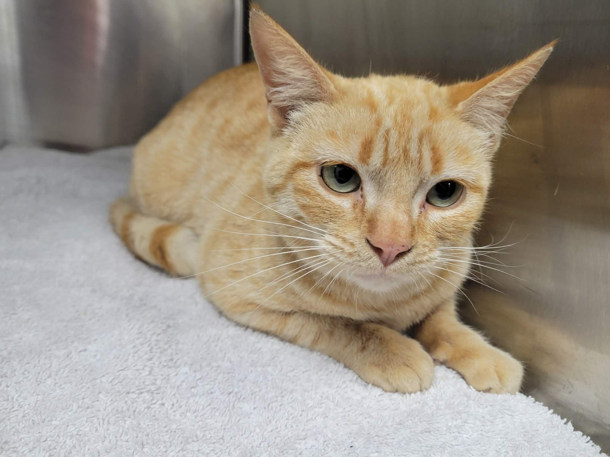 Enlarge Caramel, an adopted Domestic Short Hair in LaPlace, LA image 5/5