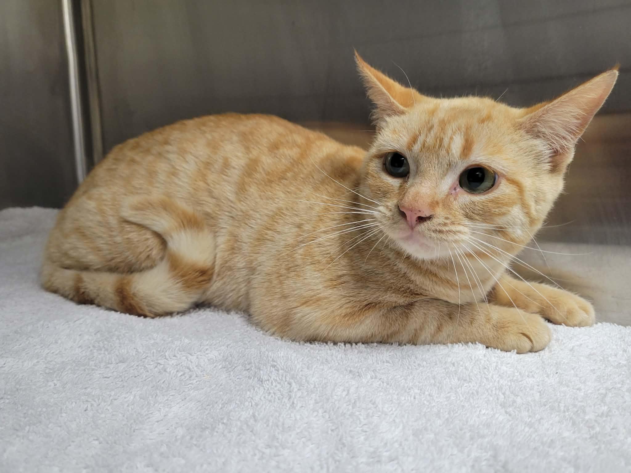 Enlarge Caramel, an adopted Domestic Short Hair in LaPlace, LA image 2/5