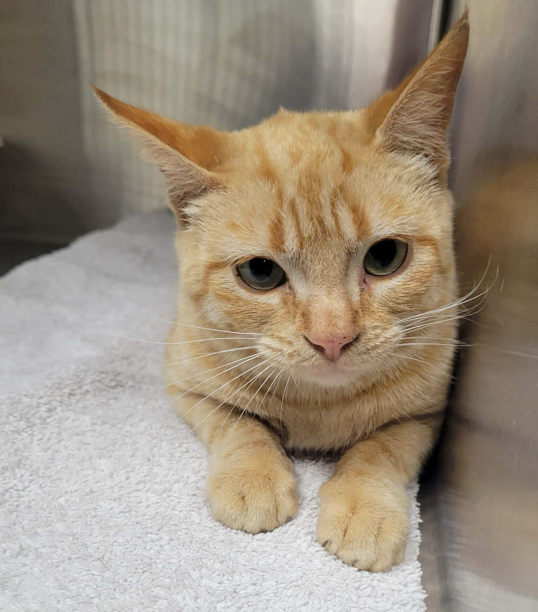 Enlarge Caramel, an adopted Domestic Short Hair in LaPlace, LA image 3/5