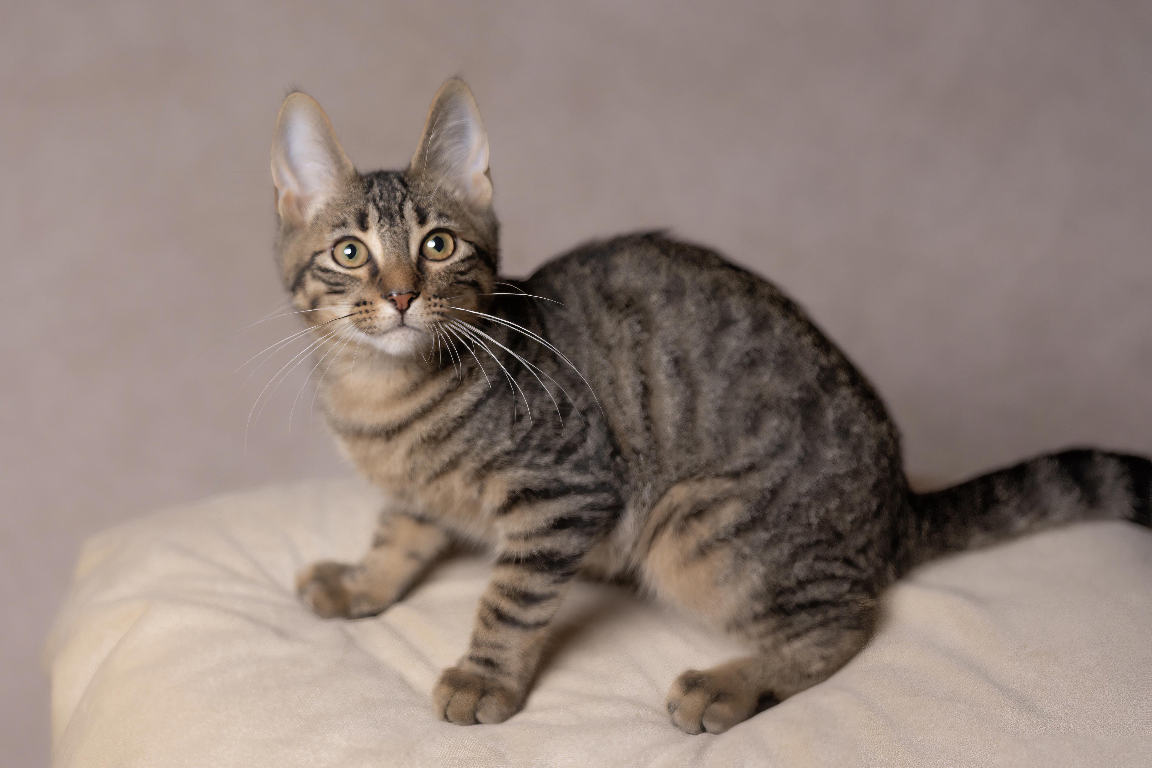 Enlarge Timmy, a Adoptable Tabby in Muncie, IN image 3/3