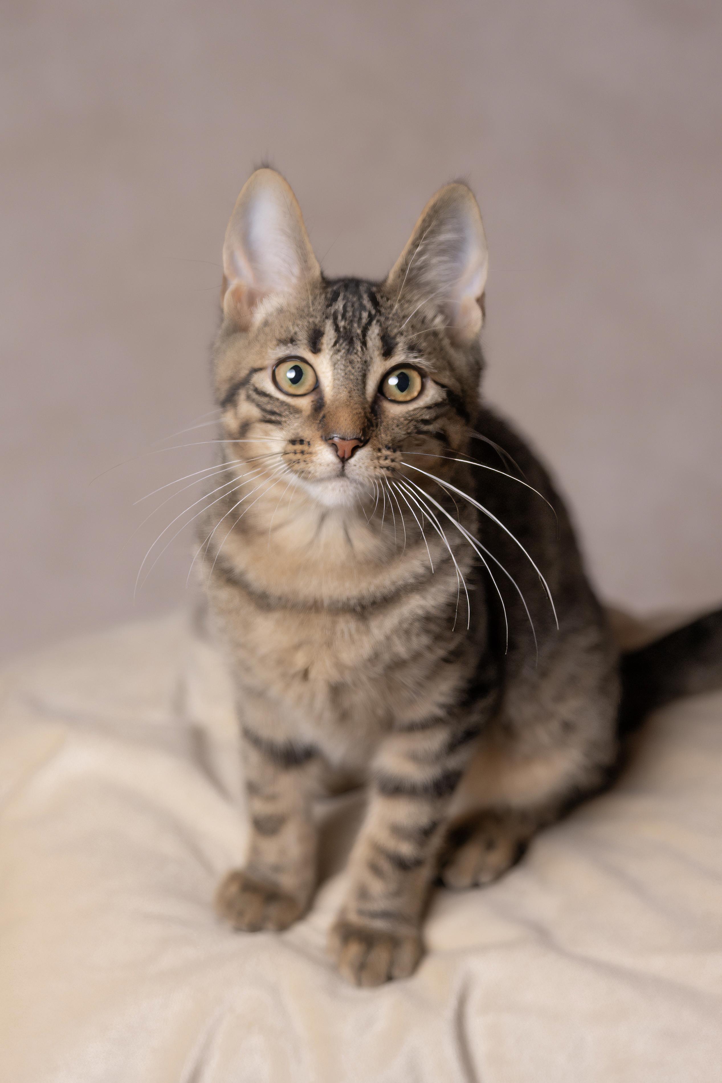 Enlarge Timmy, a Adoptable Tabby in Muncie, IN image 2/3