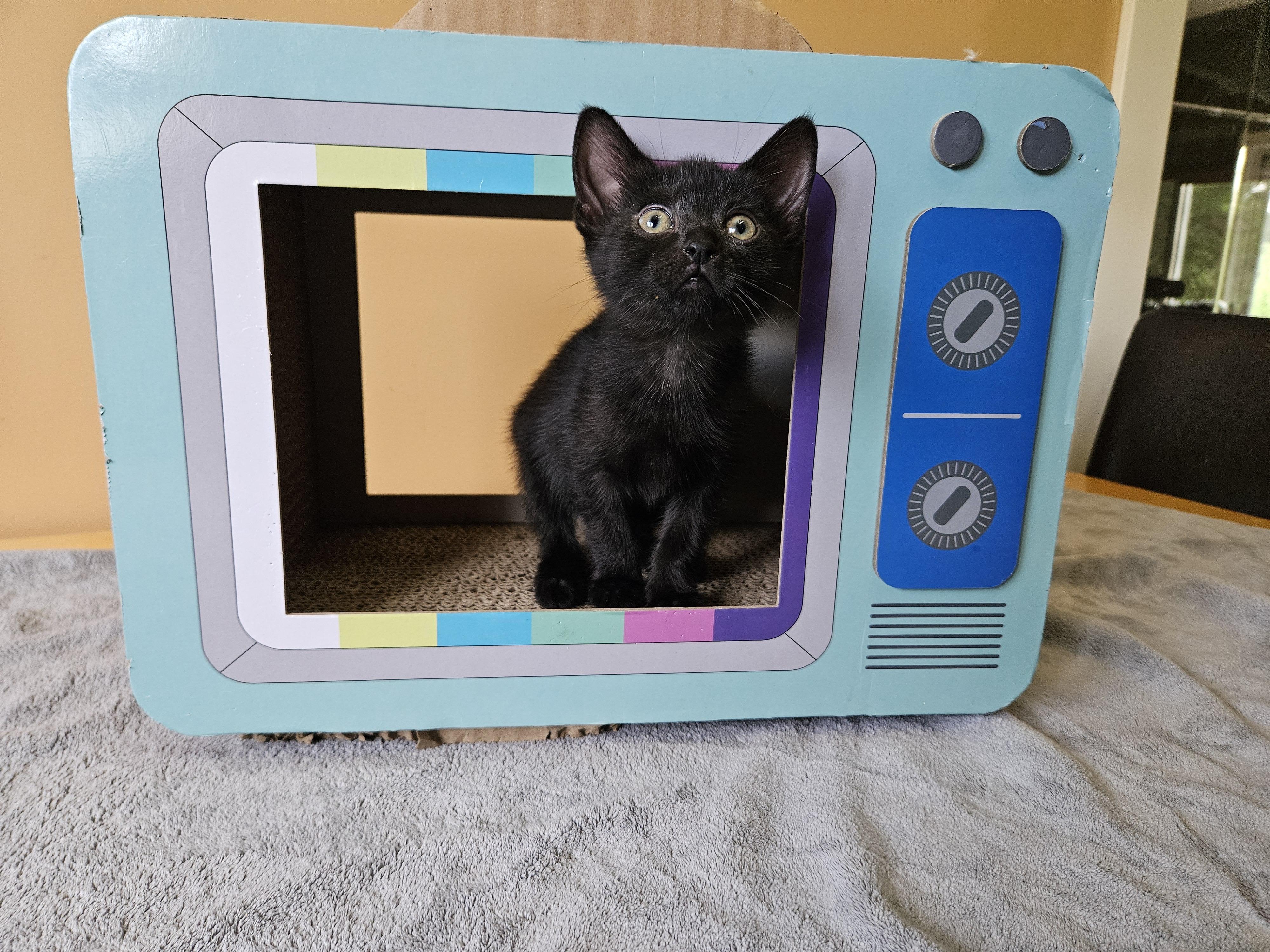 Pebble, an adoptable Domestic Short Hair in Cranbrook, BC, V1C 6P7 | Photo Image 1