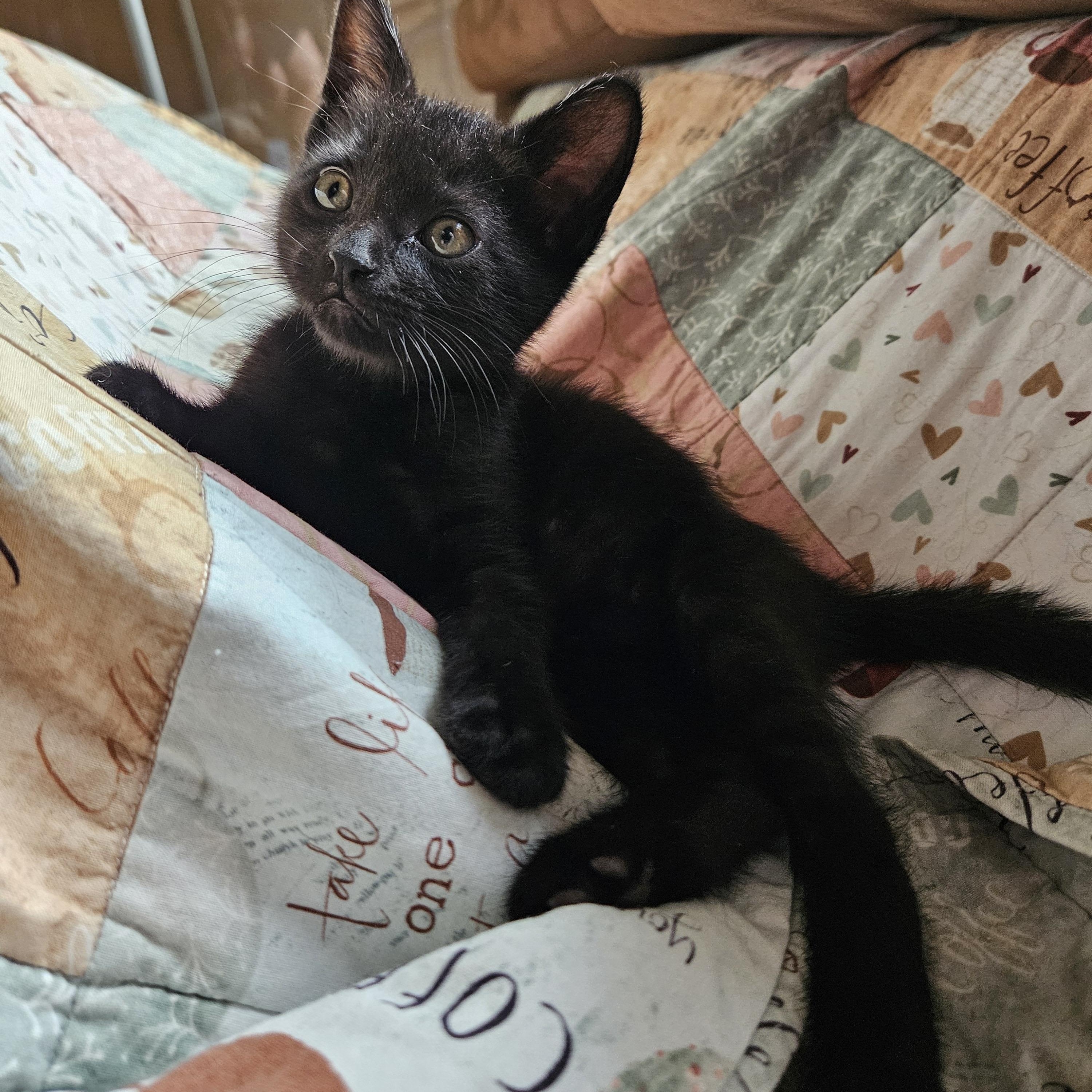 Pebble, an adoptable Domestic Short Hair in Cranbrook, BC, V1C 6P7 | Photo Image 3