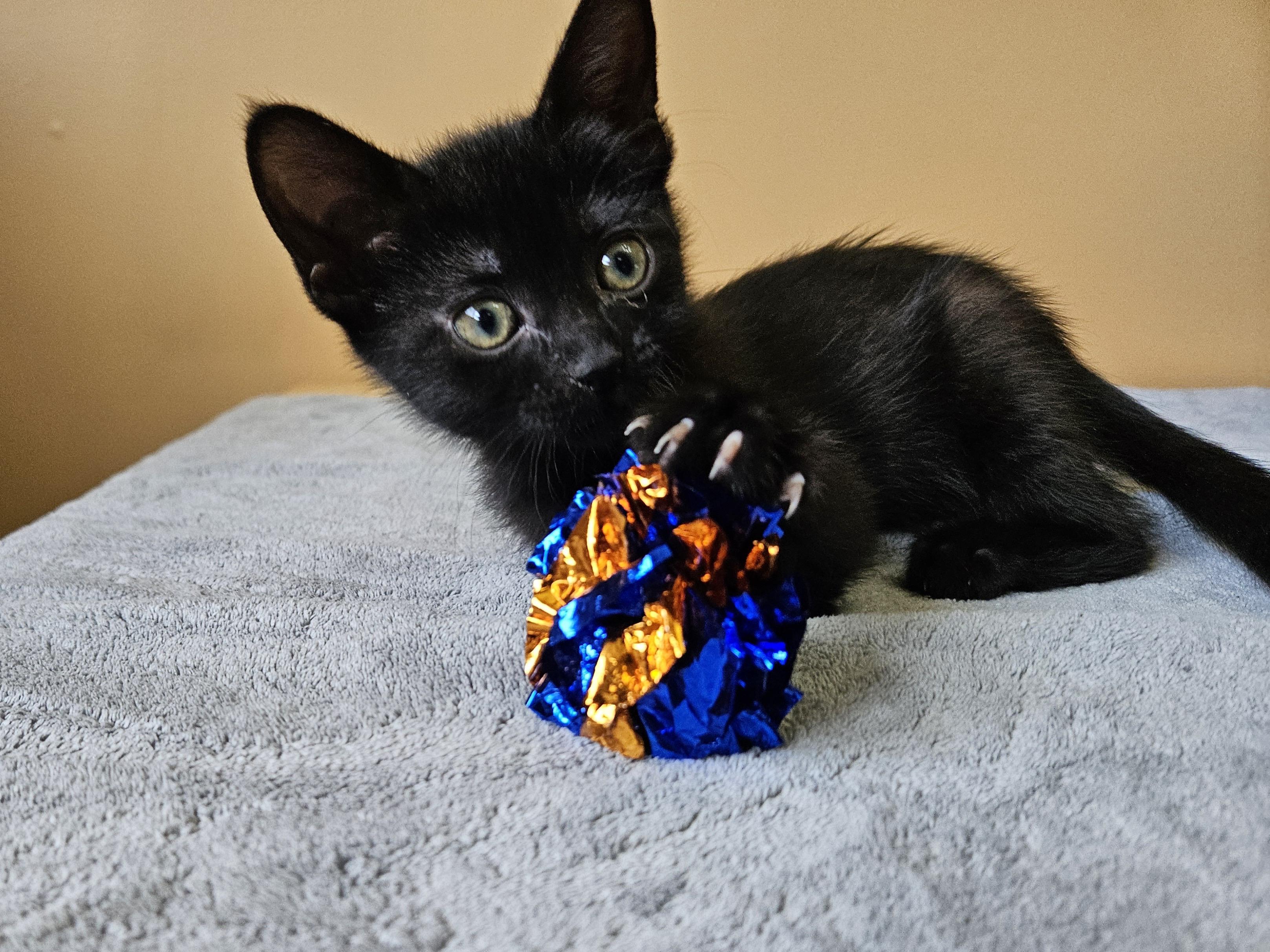 Pebble, an adoptable Domestic Short Hair in Cranbrook, BC, V1C 6P7 | Photo Image 6