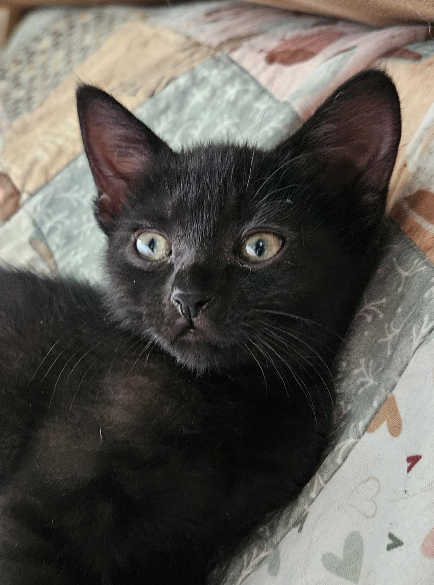 Pebble, an adoptable Domestic Short Hair in Cranbrook, BC, V1C 6P7 | Photo Image 2