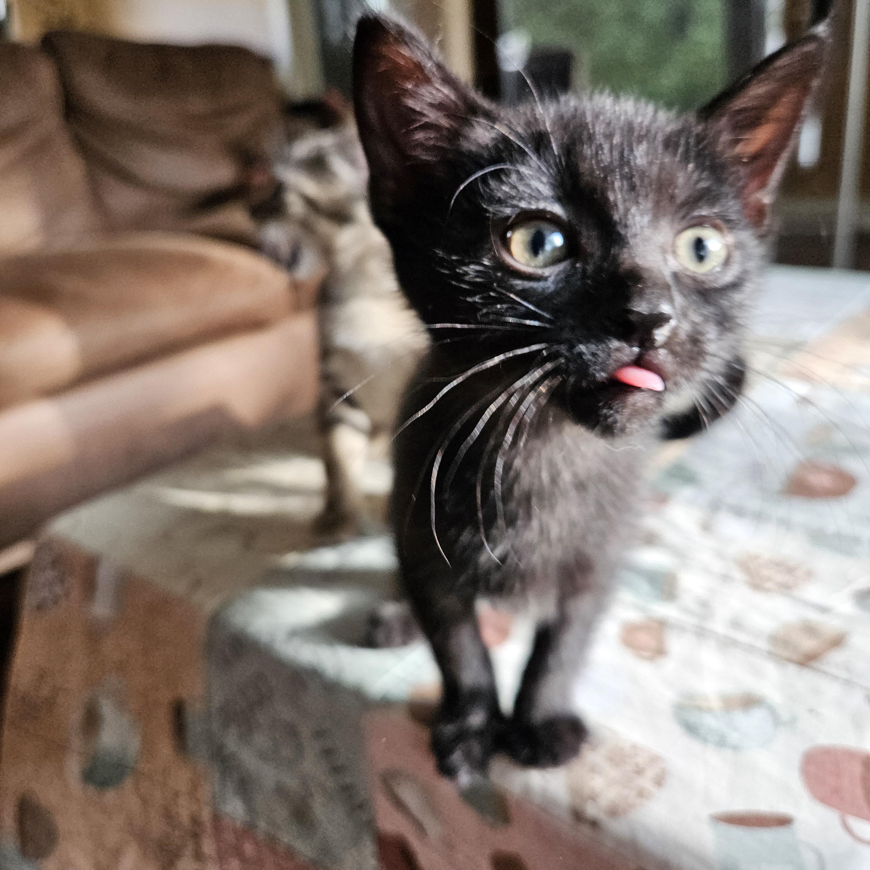 Pebble, an adoptable Domestic Short Hair in Cranbrook, BC, V1C 6P7 | Photo Image 4