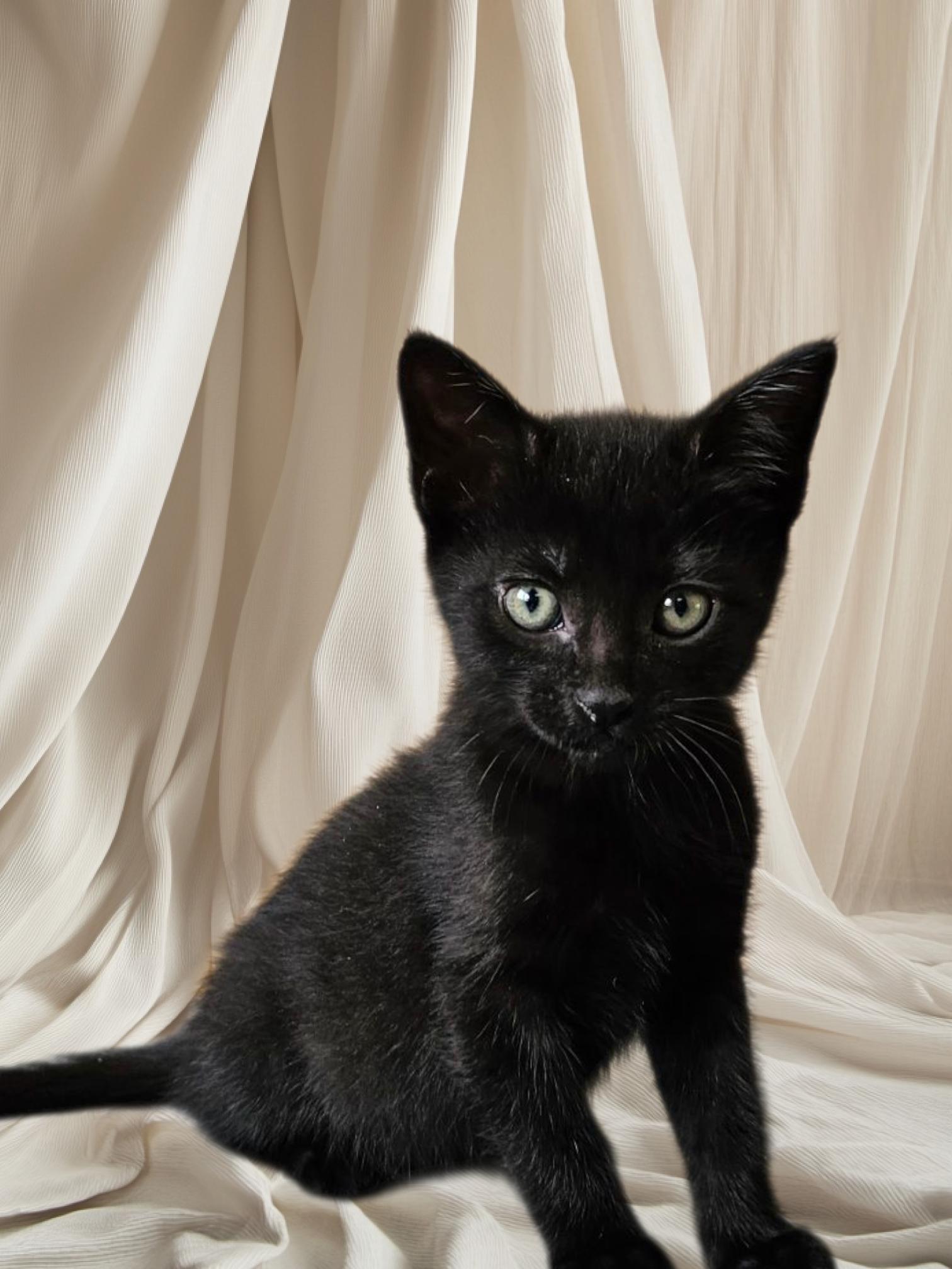 Pebble, an adoptable Domestic Short Hair in Cranbrook, BC, V1C 6P7 | Photo Image 5