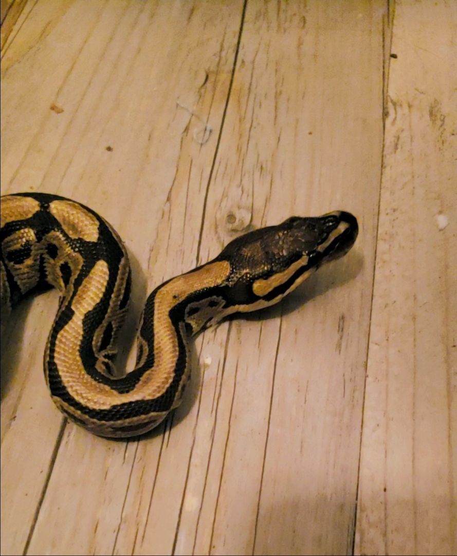 Enlarge Shadow Blaze #8360, a Adoptable Ball Python in Vista, CA image 1/13