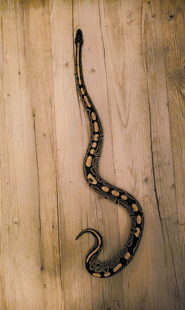 Enlarge Shadow Blaze #8360, a Adoptable Ball Python in Vista, CA image 2/13