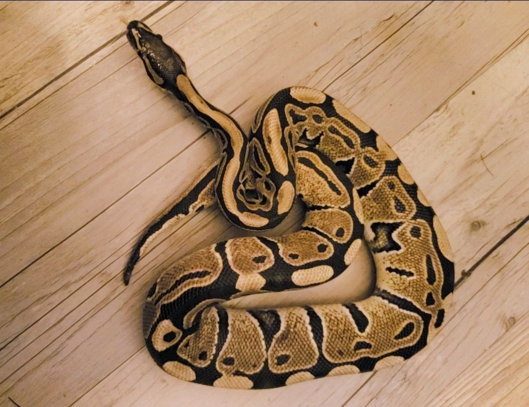 Enlarge Shadow Blaze #8360, a Adoptable Ball Python in Vista, CA image 3/13