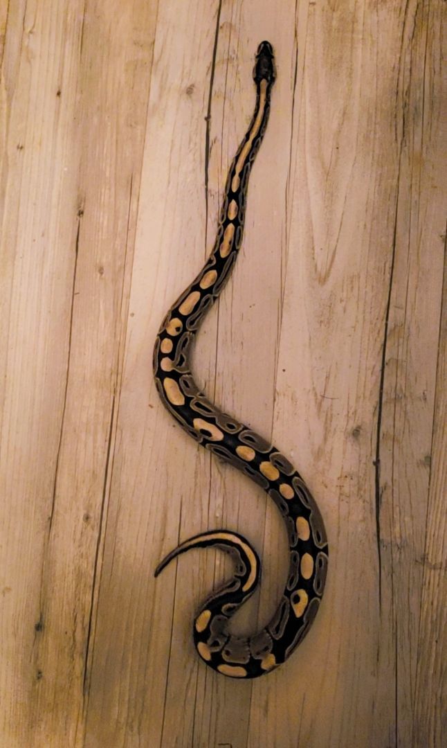 Enlarge Shadow Blaze #8360, a Adoptable Ball Python in Vista, CA image 4/13