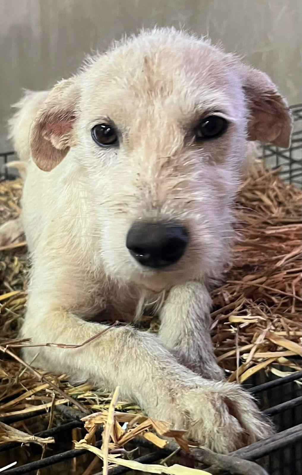Enlarge Mistletoe, a ADOPTABLE mixed breed in Encinitas, CA image 4/5