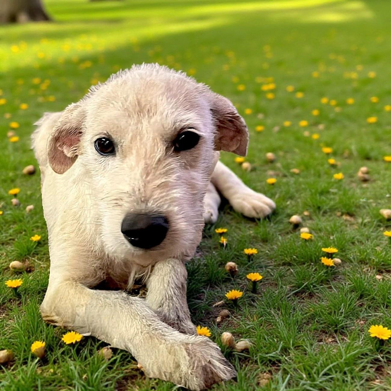 Enlarge Mistletoe, a ADOPTABLE mixed breed in Encinitas, CA image 2/5