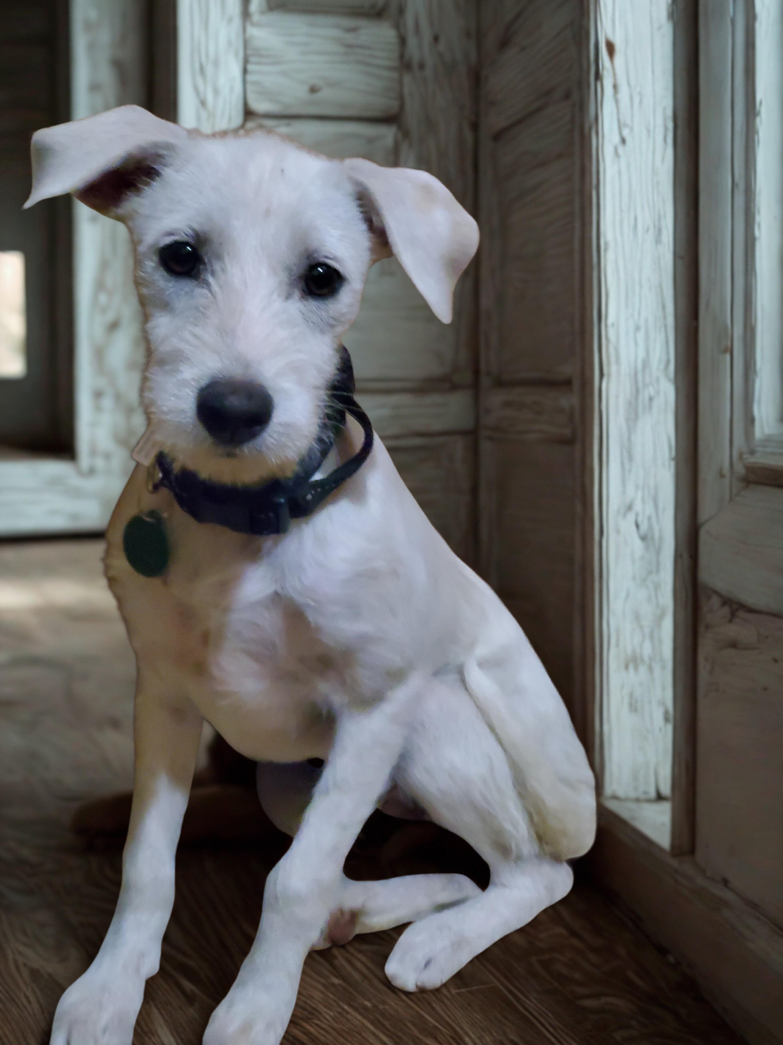 Enlarge Mistletoe, a ADOPTABLE mixed breed in Encinitas, CA image 1/5