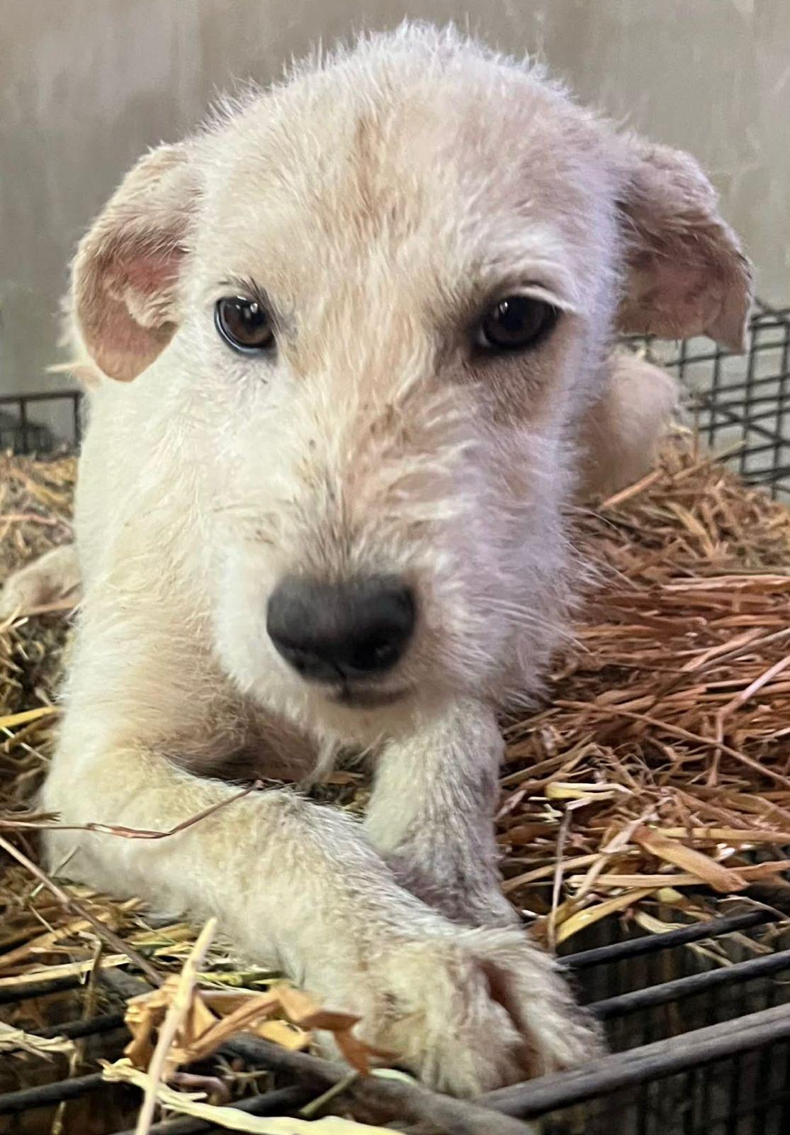 Enlarge Mistletoe, a ADOPTABLE mixed breed in Encinitas, CA image 5/5