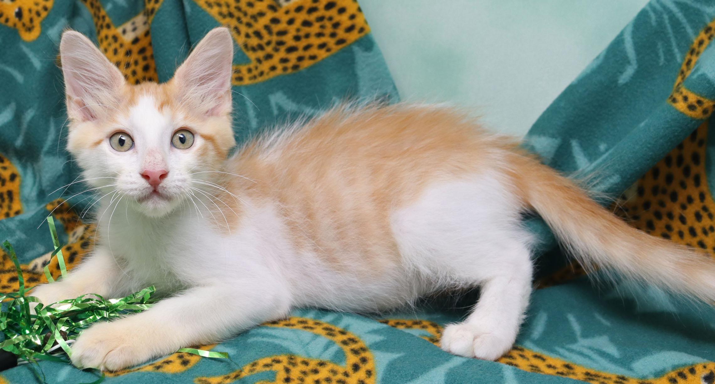 Rajah