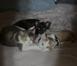 Freddie, Summer and Whitney