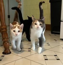 Freddie, Summer and Whitney