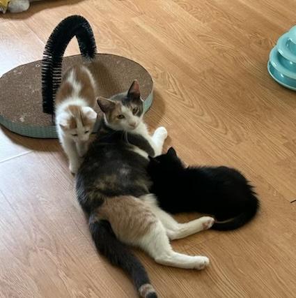 Freddie, Summer and Whitney