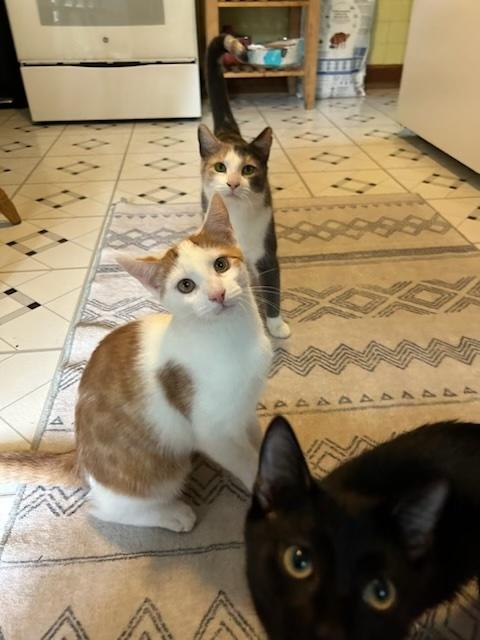 Freddie, Summer and Whitney