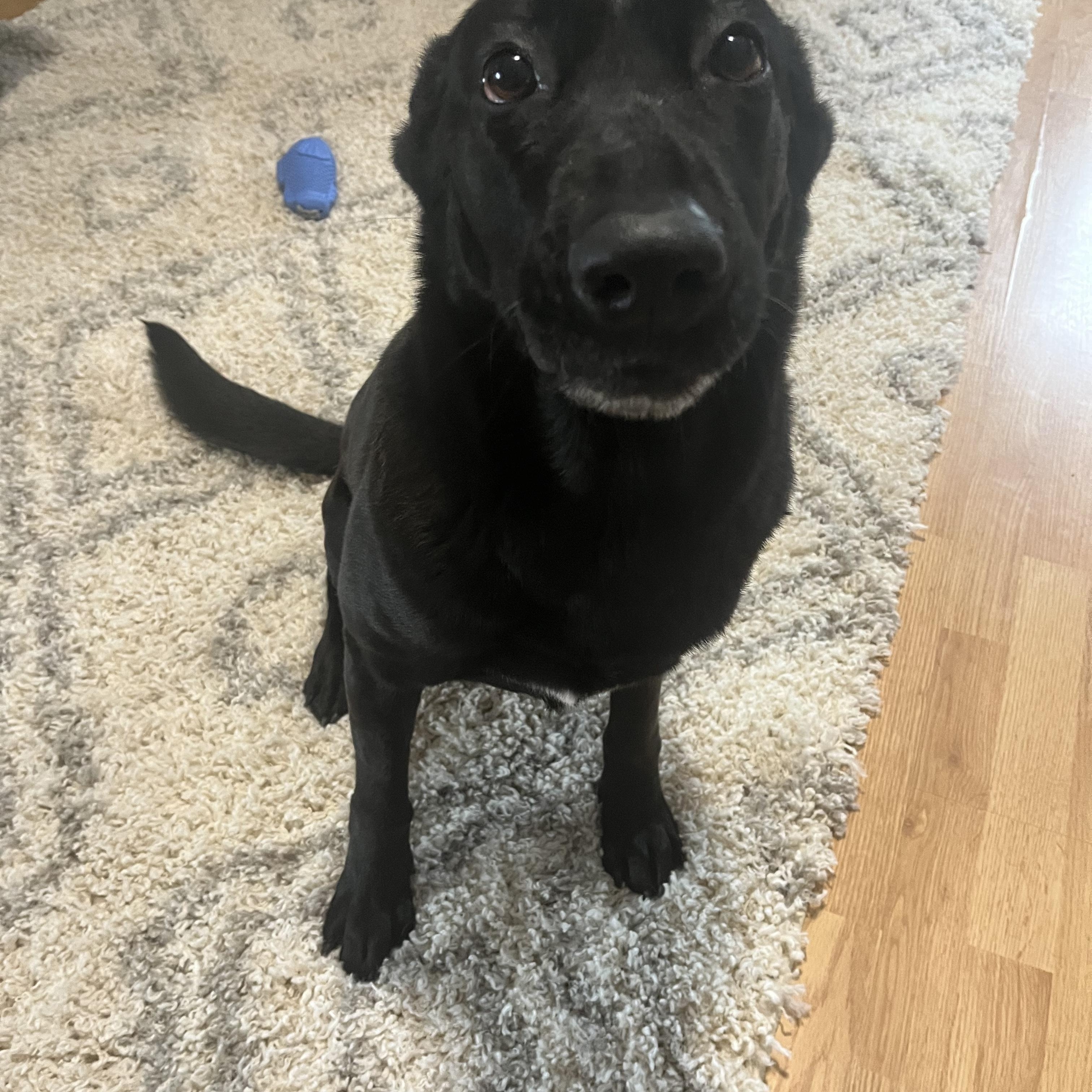 Enlarge Starfire, a Adoptable mixed breed in Sykesville, MD image 1/2