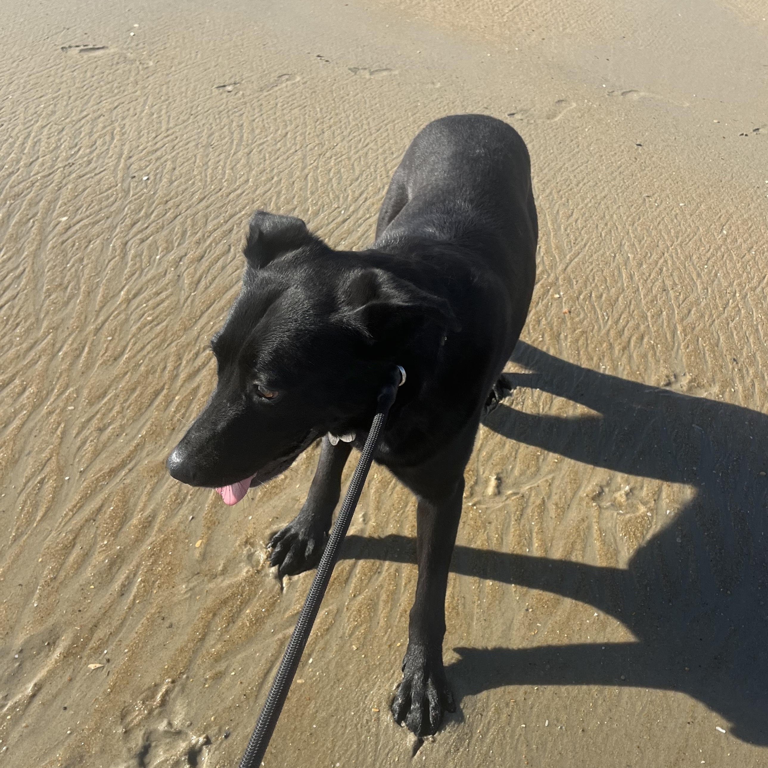 Enlarge Starfire, a Adoptable mixed breed in Sykesville, MD image 2/2