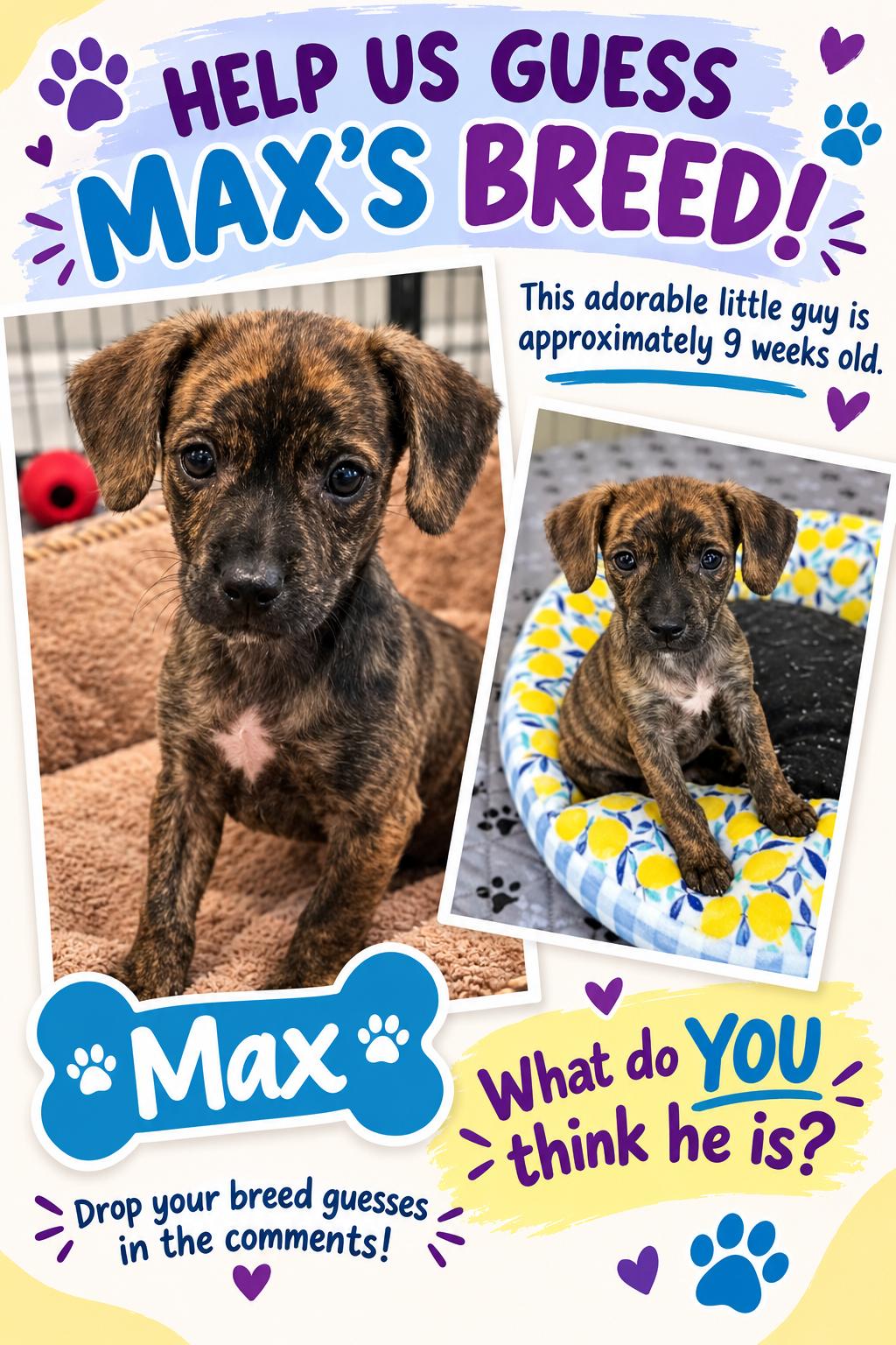 Max ( (Orlando Fl), Adopted, Puppy Male Hound.