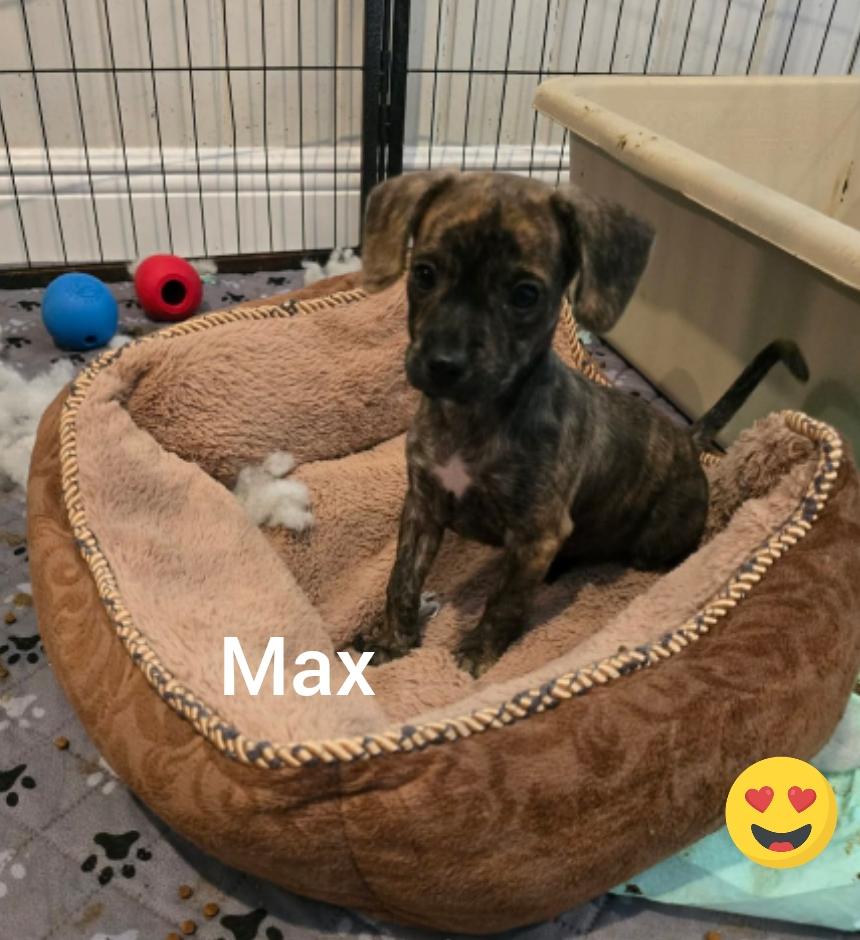Enlarge Max ( (Orlando Fl), a Adopted mixed breed in Orlando, FL image 2/3
