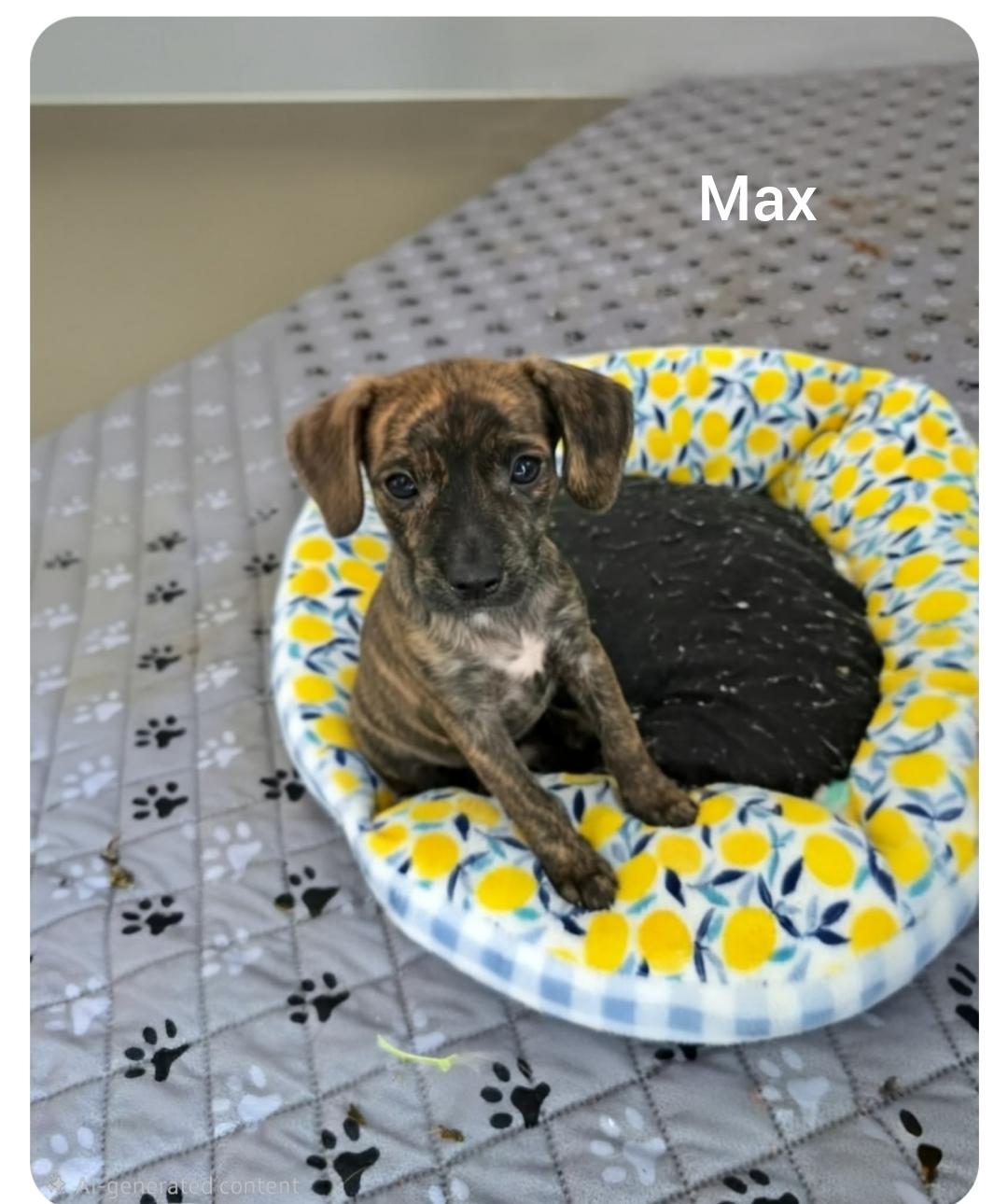Enlarge Max ( (Orlando Fl), a Adopted mixed breed in Orlando, FL image 3/3