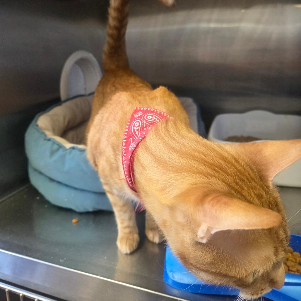 Benji (Bengiet), a Adoptable Domestic Short Hair in Spokane, WA image 1/6