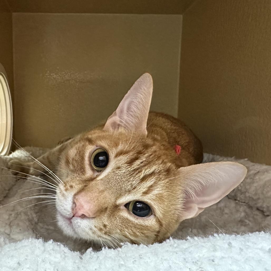 Benji (Bengiet), a Adoptable Domestic Short Hair in Spokane, WA image 2/6