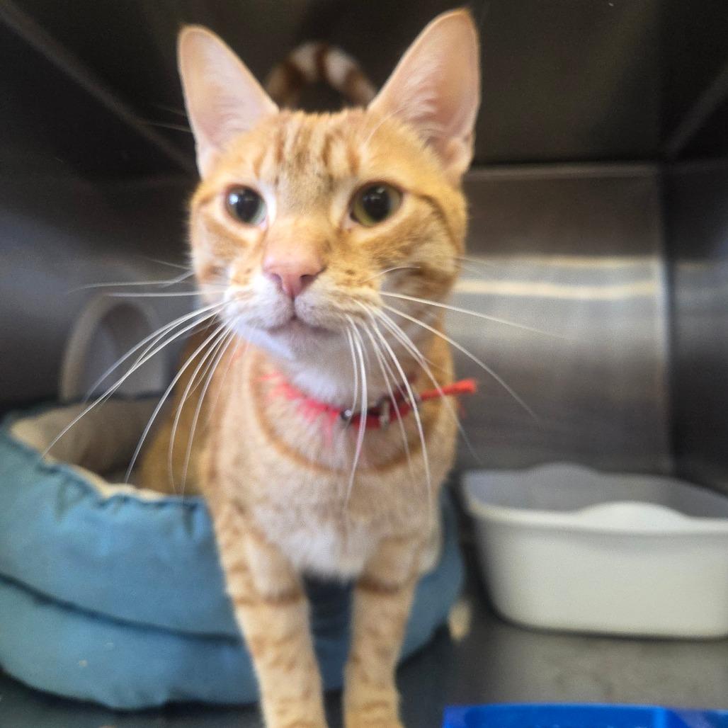Benji (Bengiet), a Adoptable Domestic Short Hair in Spokane, WA image 3/6