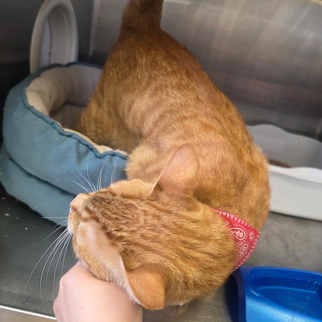 Benji (Bengiet), a Adoptable Domestic Short Hair in Spokane, WA image 4/6