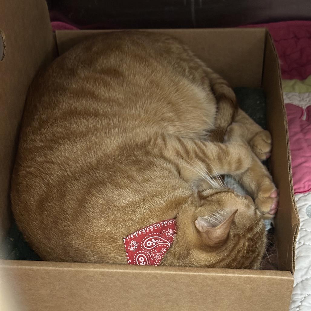 Benji (Bengiet), a Adoptable Domestic Short Hair in Spokane, WA image 5/6