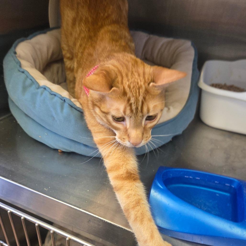 Benji (Bengiet), a Adoptable Domestic Short Hair in Spokane, WA image 6/6