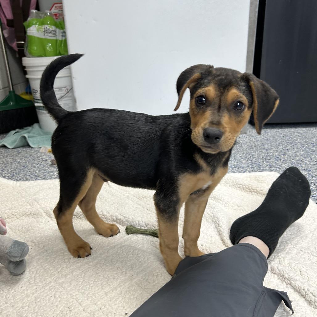 Enlarge Tater 26-0009, a Adoptable mixed breed in Yanceyville, NC image 1/6