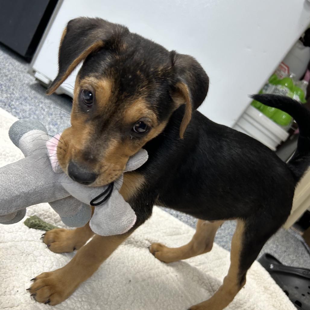 Enlarge Tater 26-0009, a Adoptable mixed breed in Yanceyville, NC image 2/6