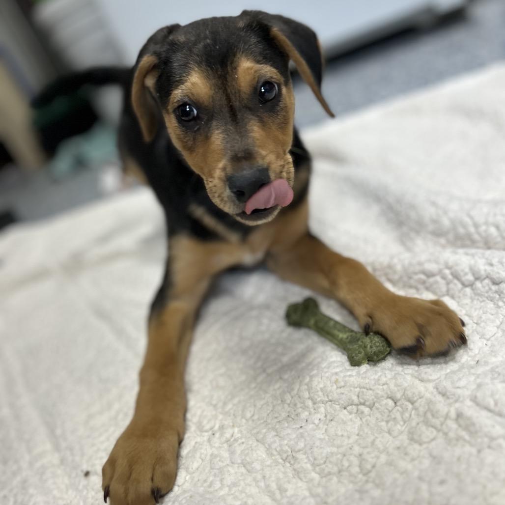 Enlarge Tater 26-0009, a Adoptable mixed breed in Yanceyville, NC image 3/6