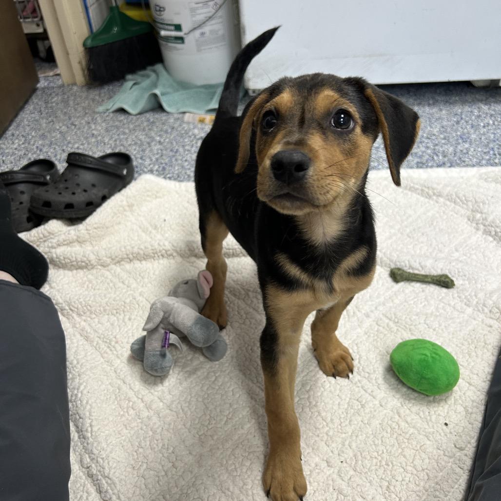 Enlarge Tater 26-0009, a Adoptable mixed breed in Yanceyville, NC image 4/6