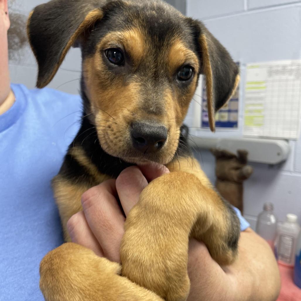 Enlarge Tater 26-0009, a Adoptable mixed breed in Yanceyville, NC image 5/6