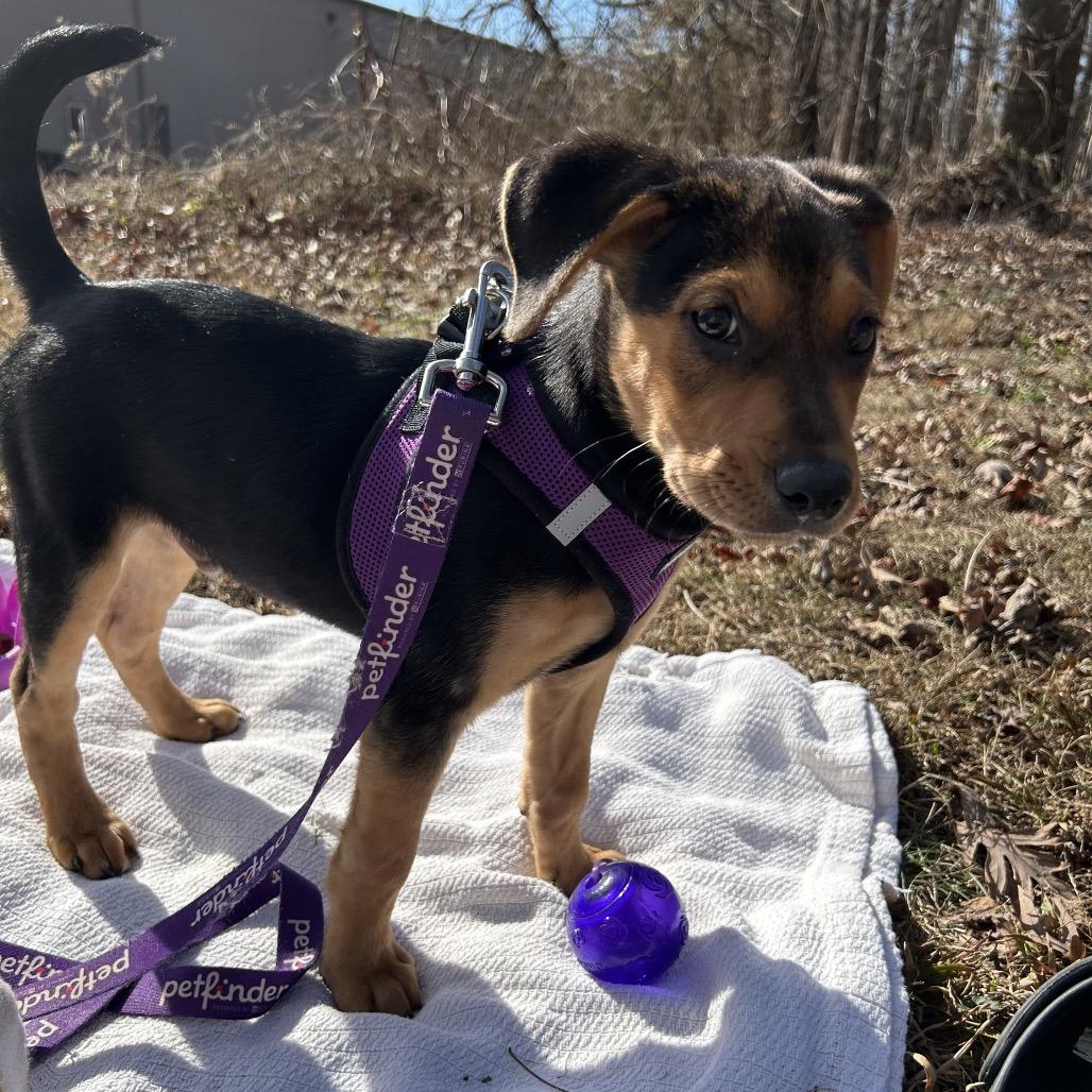 Enlarge Tater 26-0009, a Adoptable mixed breed in Yanceyville, NC image 6/6