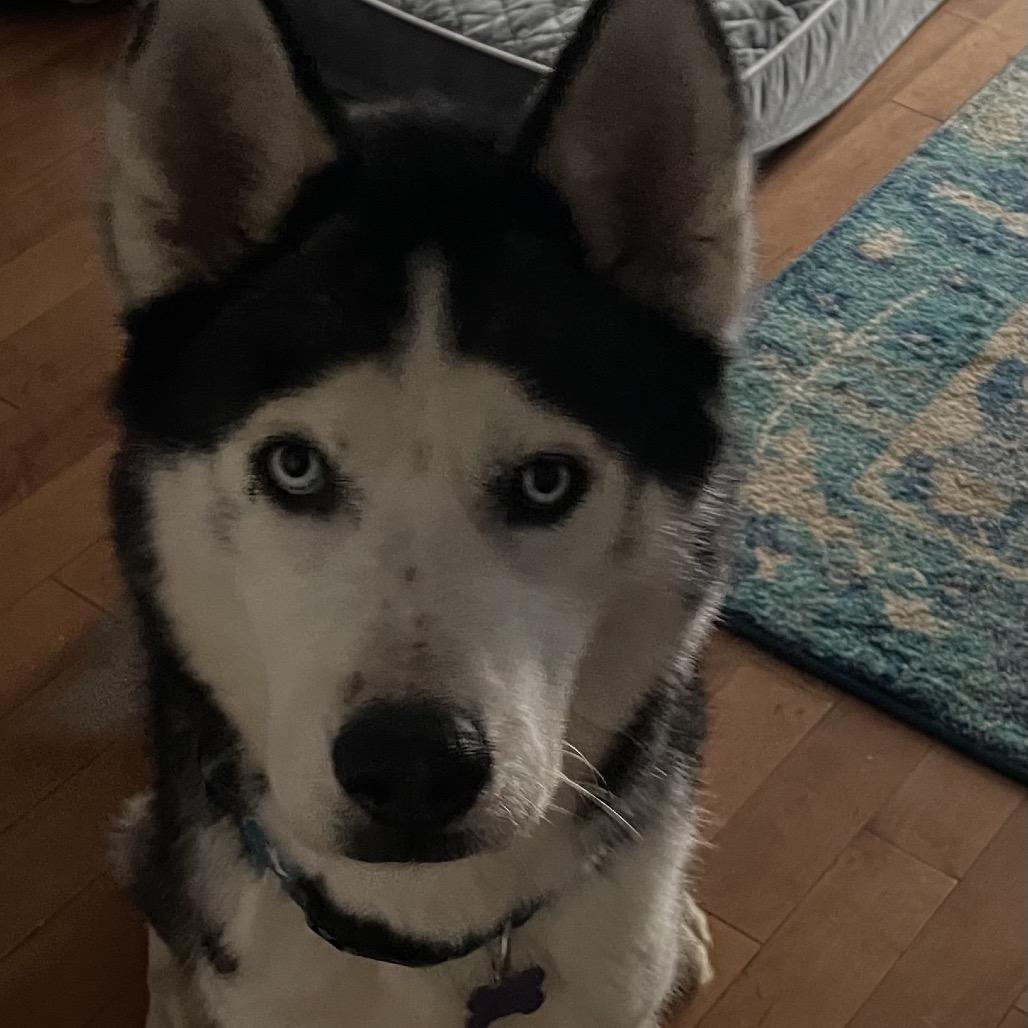 Enlarge Rocky, a Adoptable Husky in Aberdeen, NC image 1/6