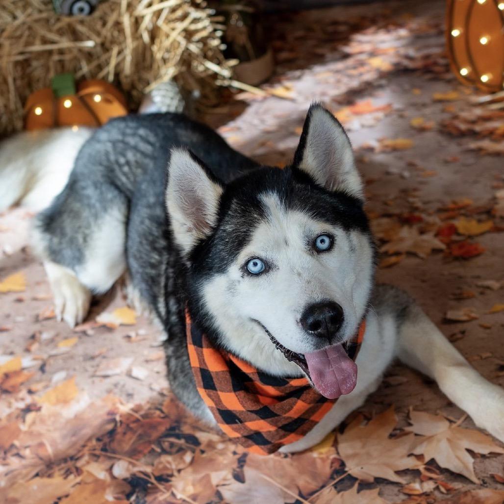 Rocky, Adoptable, Adult Male Husky.
