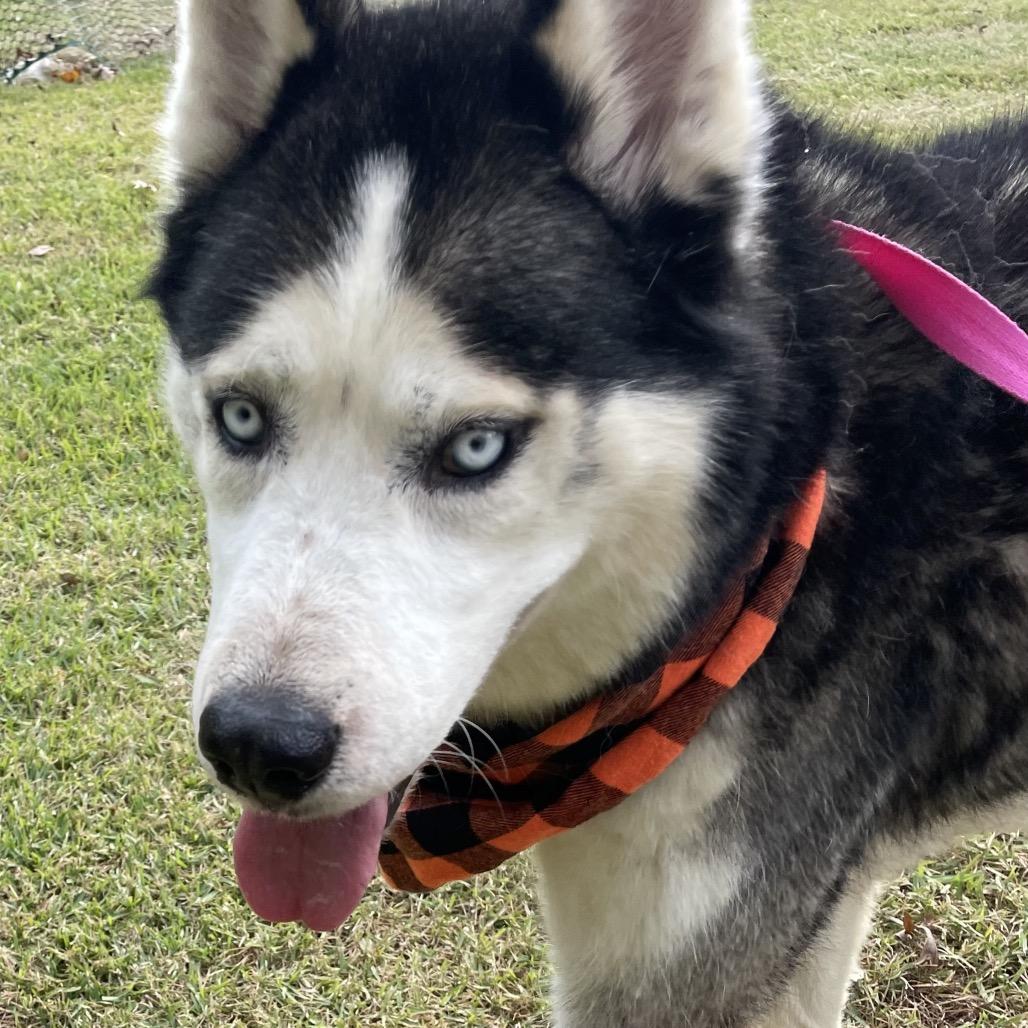 Enlarge Rocky, a Adoptable Husky in Aberdeen, NC image 5/6