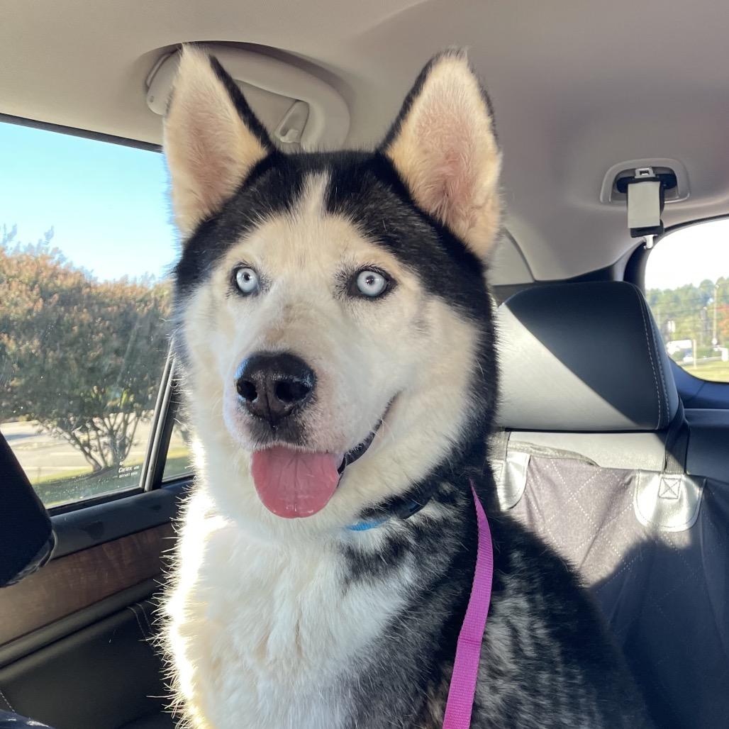 Enlarge Rocky, a Adoptable Husky in Aberdeen, NC image 6/6