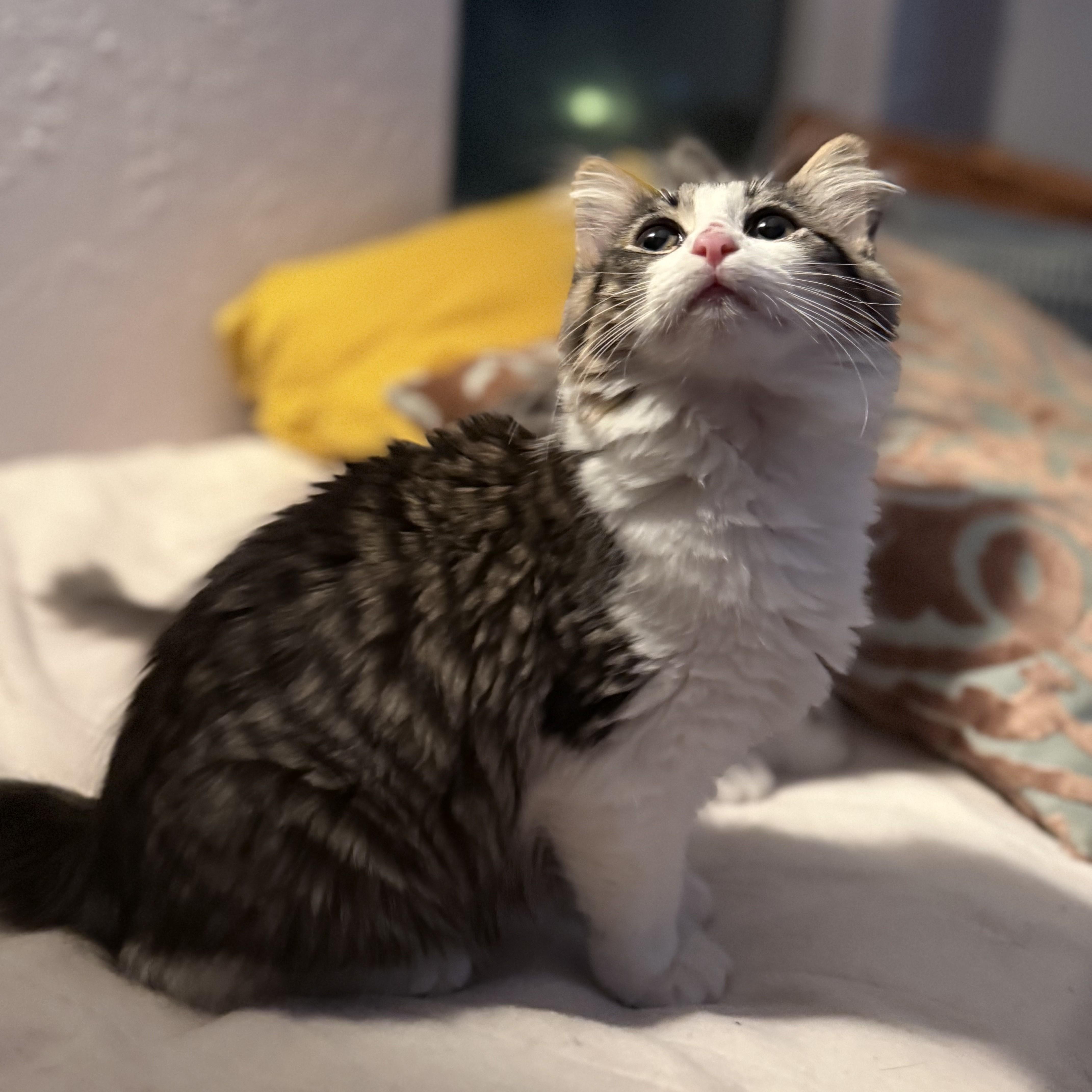Triscuit thumbnail 3