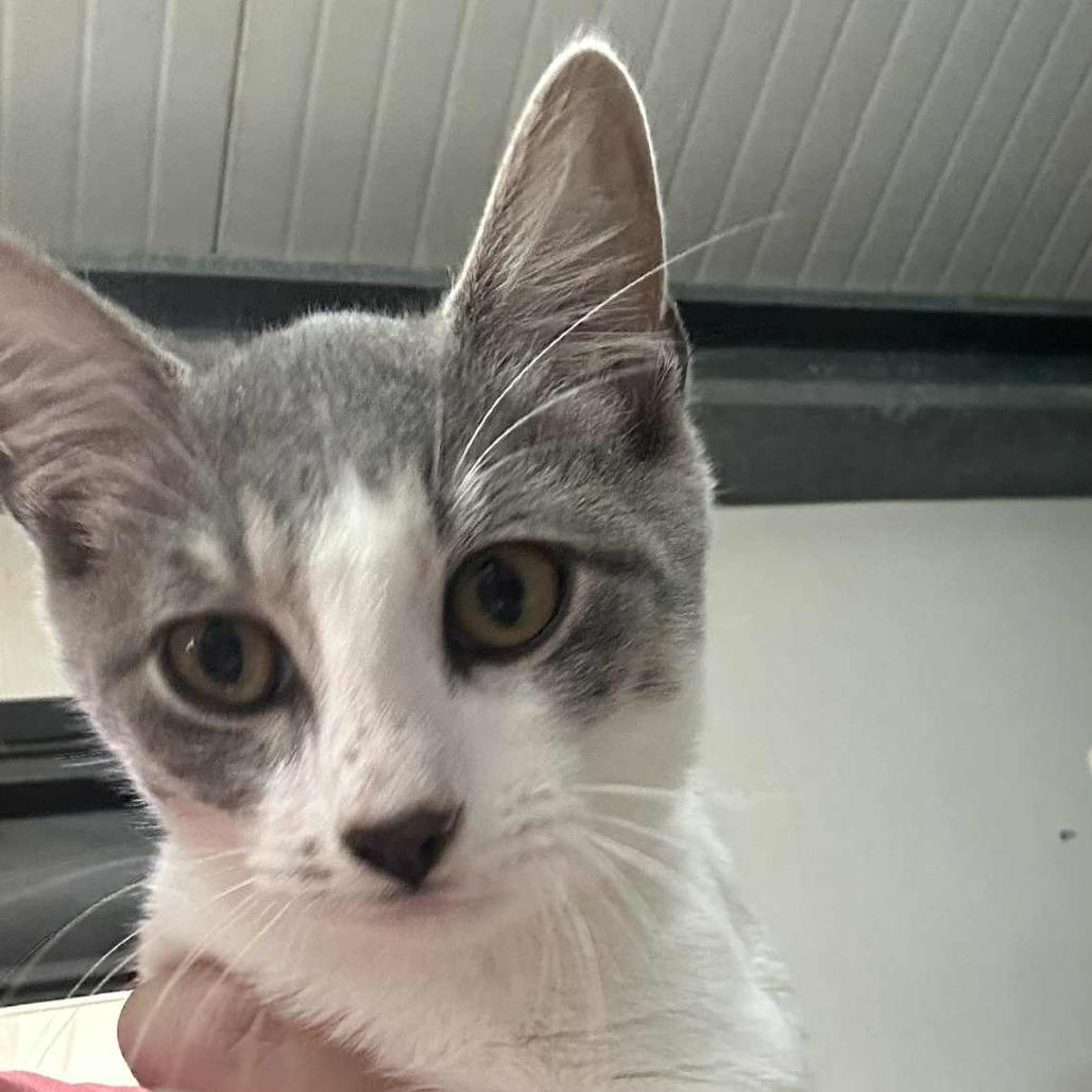 Costello, Adoptable, Young Male Domestic Short Hair.