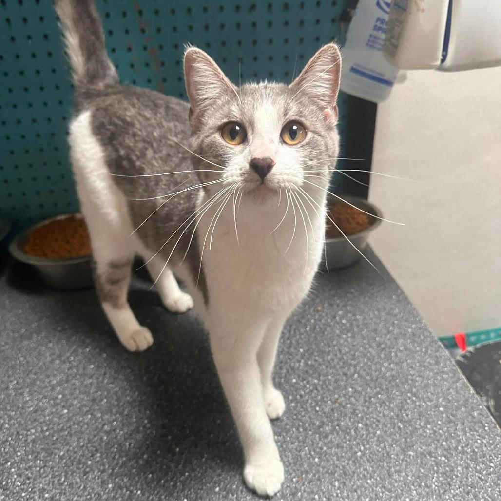 Costello, Adoptable, Young Male Domestic Short Hair.