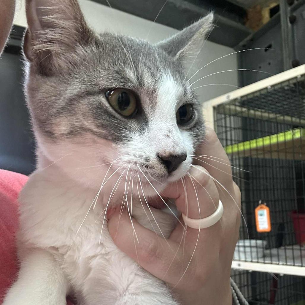 Enlarge Costello, a Adoptable Domestic Short Hair in Graham, TX image 2/2