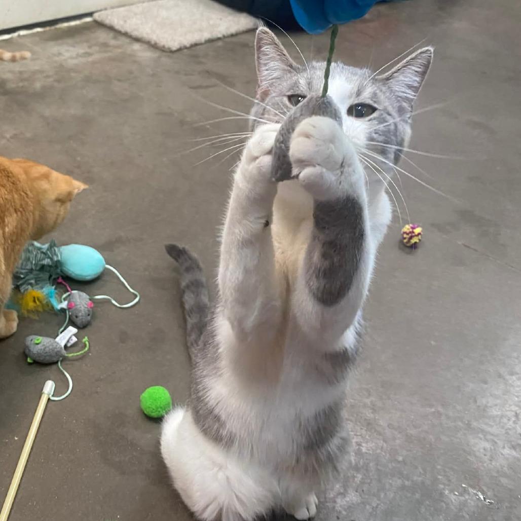 Costello — thumbnail 4